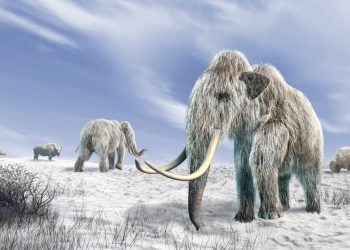 Eiszeitmenschen jagten gezielt weibliche Mammuts