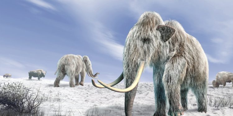 Eiszeitmenschen jagten gezielt weibliche Mammuts