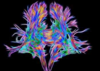 Gehirnforschung: Die meisten Neuronen sind Allrounder statt Spezialisten