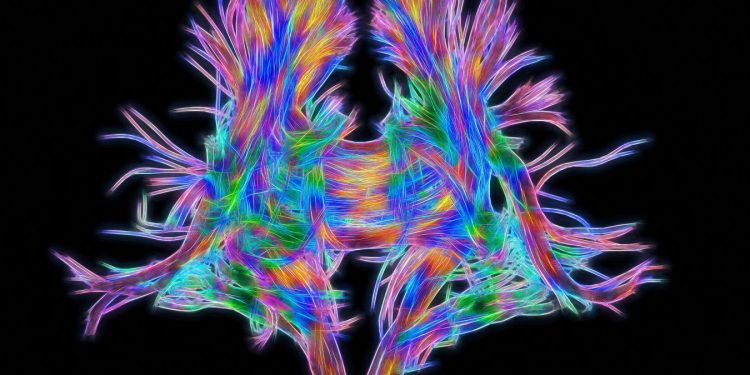 Gehirnforschung: Die meisten Neuronen sind Allrounder statt Spezialisten