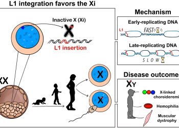 Genetik: Wie die X-Inaktivierung gefährliche Mutationen anzieht