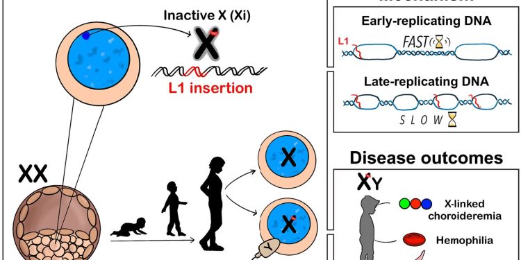 Genetik: Wie die X-Inaktivierung gefährliche Mutationen anzieht