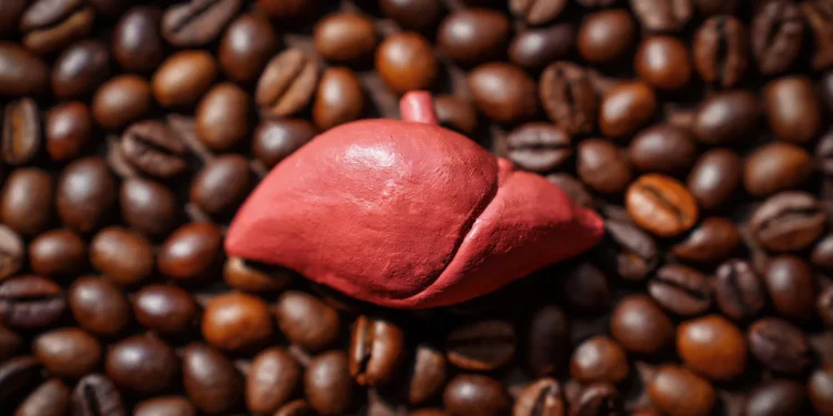 Kaffeekonsum schützt die Leber laut Großstudie vor Entzündungen