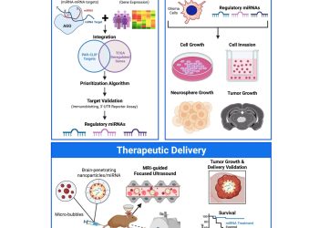 Neue Strategien im Kampf gegen krebstherapeutische Resistenzen