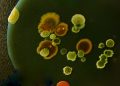 Ausbreitung von Populationen: Schnelligkeit und Position schlagen biologische Fitness
