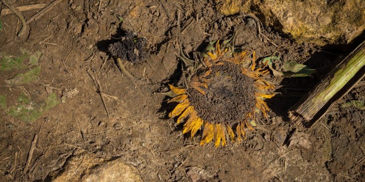 „Klimapeitsche“ in Großbritannien: Hitze und Dürre als Gefahr