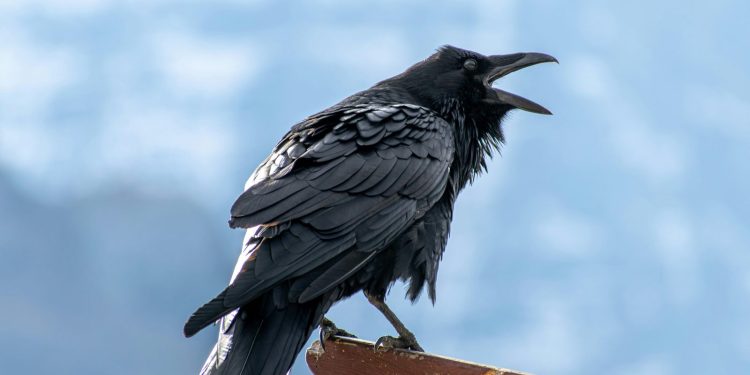 Öl auf Rabeneiern schützt bedrohte Beifußhühner in den USA