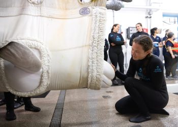 Vier weitere Belugas im Shedd Aquarium in Chicago eingetroffen