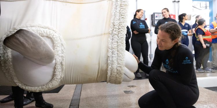 Vier weitere Belugas im Shedd Aquarium in Chicago eingetroffen