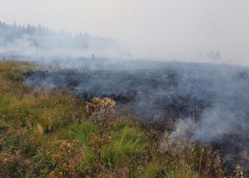 Waldbrände an belgisch-deutscher Grenze und in ganz Europa