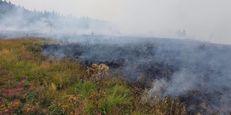 Waldbrände an belgisch-deutscher Grenze und in ganz Europa